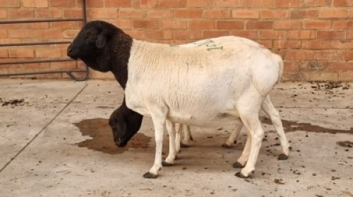 2x PERSIE EWE NABBA BOERDERY (Pay per Animal)