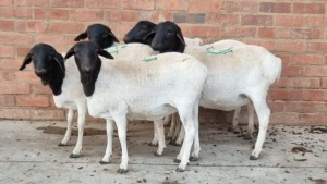 5x PERSIE EWE NABBA BOERDERY (Pay per Animal)