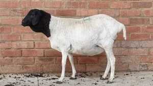 1x PERSIE EWE NABBA BOERDERY