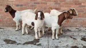 4x BOERBOK DOE SMOKEY (Pay per Animal)