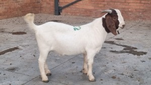 1x BOERBOK BUCK HENK VAN DER MERWE