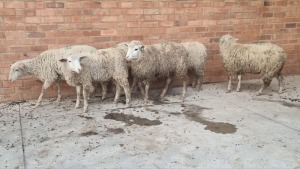 6x DORMER TIPE EWE SINE METU FARMING - ANTON VAN ZYL (Pay per Animal)