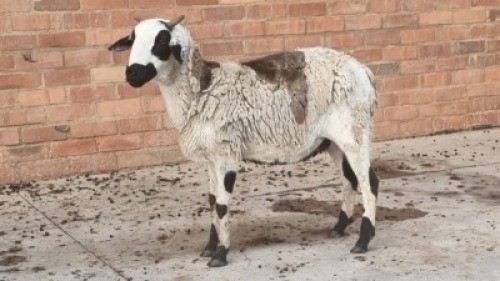 1x MEATMASTER TIPE EWE SINE METU FARMING - ANTON VAN ZYL