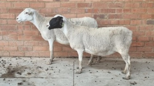 2x MEATMASTER EWE SINE METU FARMING - ANTON VAN ZYL (Pay per Animal)