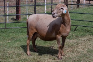 1X OOI/EWE B3 Genetics - Charles Freeme - 074 207 0007