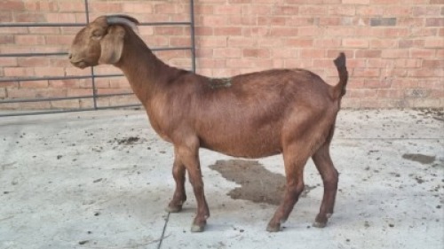 1x KALAHARI RED DOE MALESA