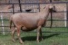 1X OOI/EWE B3 Genetics - Charles Freeme - 074 207 0007 - 2