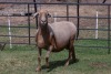 1X OOI/EWE B3 Genetics - Charles Freeme - 074 207 0007 - 3