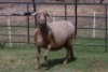 1X OOI/EWE B3 Genetics - Charles Freeme - 074 207 0007 - 3