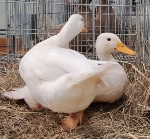 2x EEND / DUCKS M+F HENK NABERMAN (Pay per Animal)