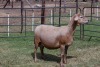 1X OOI/EWE B3 Genetics - Charles Freeme - 074 207 0007 - 4