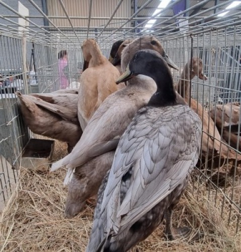 3x EEND / DUCKS M+F HENK NABERMAN (Pay per Animal)