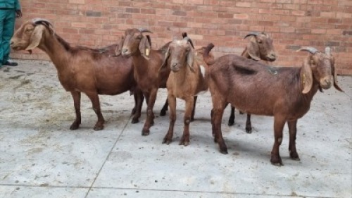 6x KALAHARI RED DOE MALESA (Pay per Animal)