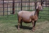 1X OOI/EWE B3 Genetics - Charles Freeme - 074 207 0007 - 5