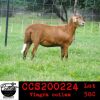 LOT 58 4X MEATMASTER OOIE/EWE COLLEN MEATMASTERS(PER STUK OM LOT TE NEEM/PER PIECE TO TAKE THE LOT) - 3