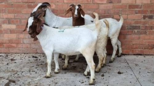 4x BOERBOK DOE MALESA (Pay per Animal)