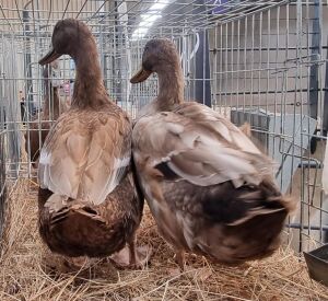 2x EEND / DUCKS M+F HENK NABERMAN (Pay per Animal)