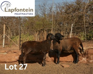 1X MEATMASTER OOI/EWE LAPFONTEIN MEATMASTERS