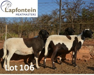 3X MEATMASTER OOI/EWE LAPFONTEIN MEATMASTERS (Pay per Animal)