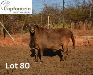 1X MEATMASTER RAM LAPFONTEIN MEATMASTERS