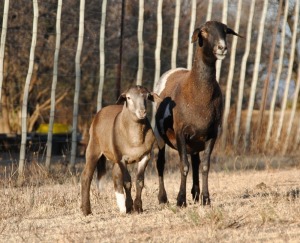 1+1X MEATMASTER OOI/EWE VOORWAARTS BOERDERY