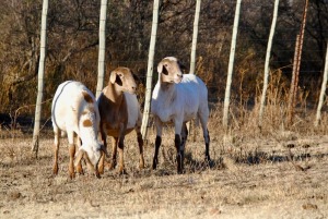 3X MEATMASTER OOI/EWE VOORWAARTS BOERDERY (Pay per Animal)