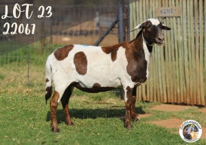 1X MEATMASTER OOI/EWE LANGKLOOF GAME FARM