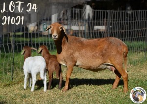 WITHDRAWN - 1X MEATMASTER OOI/EWE LANGKLOOF GAME FARM