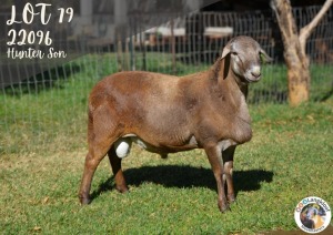 1X MEATMASTER RAM LANGKLOOF GAME FARM