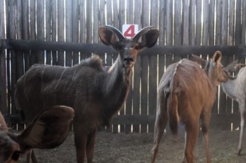 LOT 4A 1 X M:1 KOEDOE MBWB2