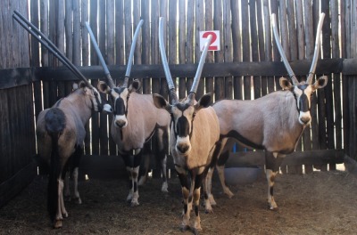 LOT 2 4 X V/F:4 GEMSBOK MBWB1 (PER STUK OM LOT TE NEEM)