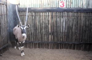 LOT 3 1 X M:1 GEMSBOK MBWB1