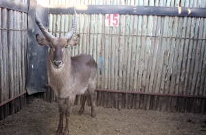 LOT 15 1 X M:1 WATERBOK MBWB2