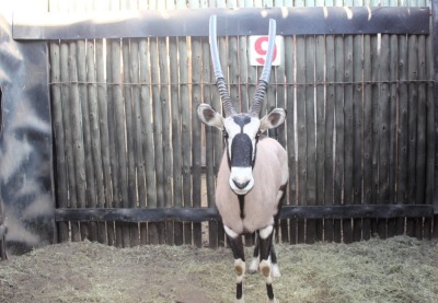 LOT 9 1 X M:1 GEMSBOK MBWB1