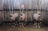 LOT 20 3 X M:3 GEMSBOK MBWB2 (PER STUK OM LOT TE NEEM)