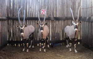 LOT 20 3 X M:3 GEMSBOK MBWB2 (PER STUK OM LOT TE NEEM)