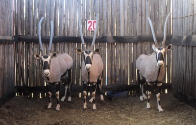 LOT 20 3 X M:3 GEMSBOK MBWB2 (PER STUK OM LOT TE NEEM)