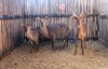 LOT 26 4 X M:1 V/F:3 WATERBOK MBWB2 (PER STUK OM LOT TE NEEM)