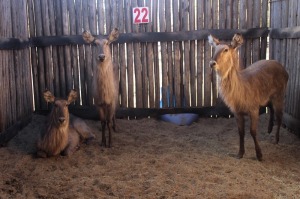 LOT 22 3 X M: V/F:3 WATERBOK MBWB2 (PER STUK OM LOT TE NEEM)