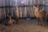 LOT 22 3 X M: V/F:3 WATERBOK MBWB2 (PER STUK OM LOT TE NEEM)