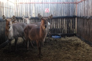 LOT 35 4 X V/F:4 WATERBOK MBWB1 (PER STUK OM LOT TE NEEM)