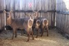 LOT 30B 3 X M:1 V/F:2 WATERBOK MBWB2 (PER STUK OM LOT TE NEEM)