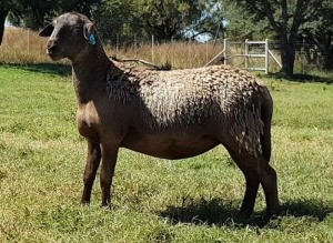 1X OOI/EWE B3 Genetics - Charles Freeme - 074 207 0007 (Highest Bidder may choose A or B of Lot round or take all - Pay per piece. Choice once per Lot round, Rest to take all)