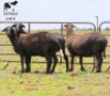 LOT 4 3X MEATMASTER DIDYMUS MEATMASTERS CHRISTOF GROBLER : 0837812076 - 2