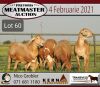 LOT 60 5X MEATMASTER OOIE/EWE KERN MEATMASTERS(PER STUK OM LOT TE NEEM/PER PIECE TO TAKE THE LOT)