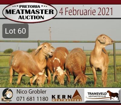 LOT 60 5X MEATMASTER OOIE/EWE KERN MEATMASTERS(PER STUK OM LOT TE NEEM/PER PIECE TO TAKE THE LOT)