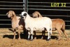 3X MEATMASTER OOI/EWE (Betaal per dier om lot te neem) - 2