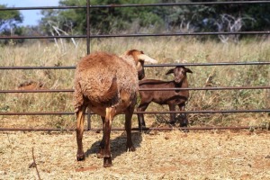 1X OOI/EWE Thaba Meatmasters - Chris Barkhuizen - 076 8506726