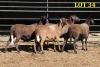 4X MEATMASTER OOI/EWE (Betaal per dier om lot te neem) - 2