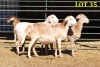 4X MEATMASTER OOI/EWE (Betaal per dier om lot te neem) - 2